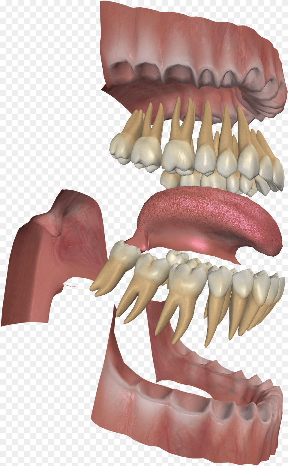 3d Digestive System Project Vile Things, Body Part, Mouth, Person, Teeth Png