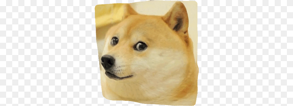 3d Doge With Background Ok Boomer Meme, Animal, Canine, Dog, Husky Free Transparent Png