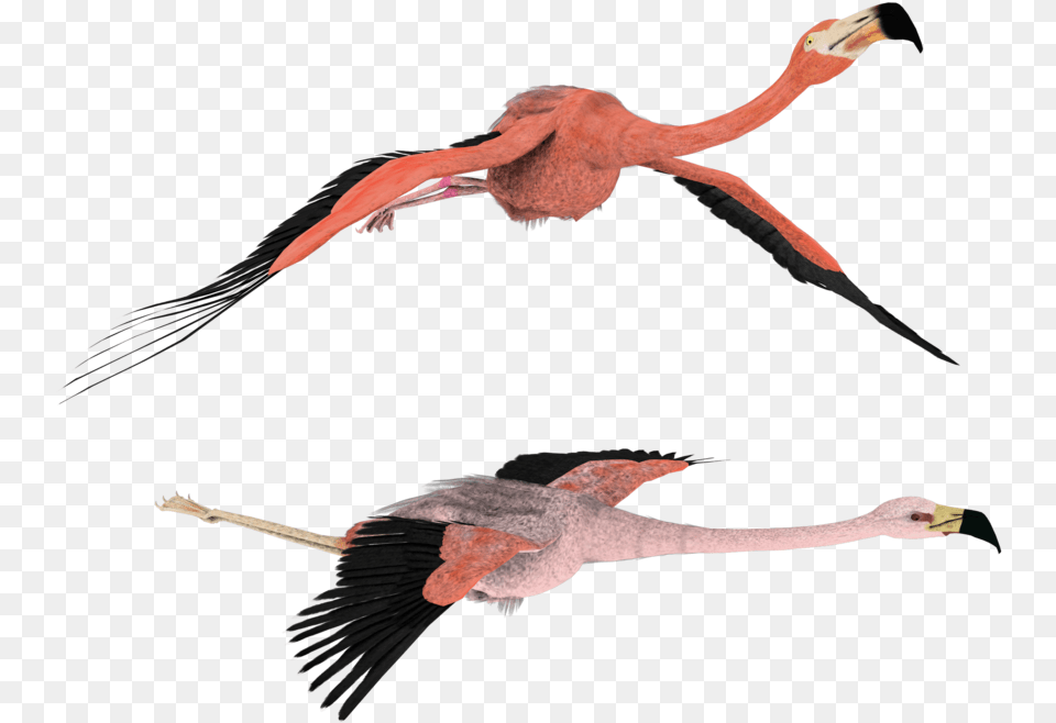 3d Flamingo Clipart Flying Flamingo, Animal, Beak, Bird Free Png
