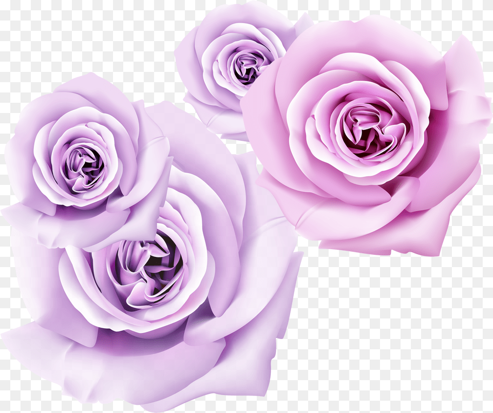 3d Flower Wallpapers Rose Fotooboi Tunnel S Rozami, Plant Free Transparent Png