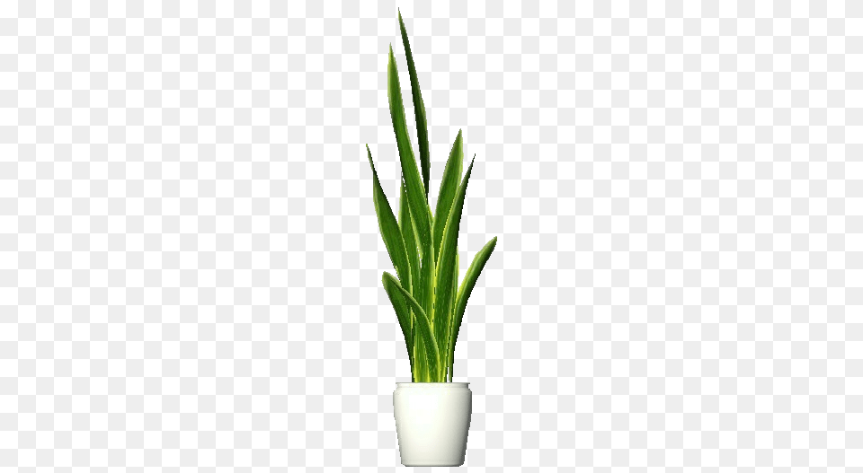 3d Flowers, Plant, Aloe Free Png