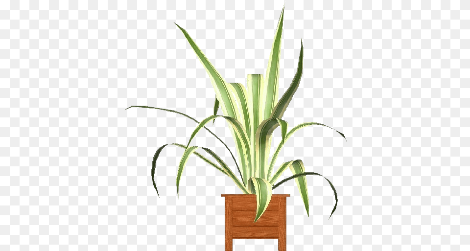 3d Flowers Agave Americana Marginata Acca Software Houseplant, Plant, Agavaceae, Potted Plant Free Transparent Png