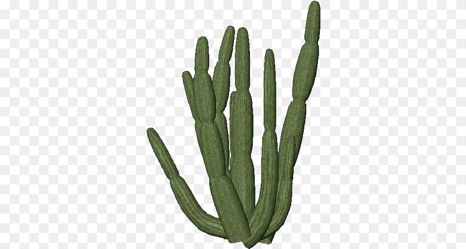 3d Flowers Cactus Transparent, Plant, Animal, Reptile, Snake Png