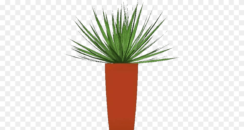 3d Flowers Cordilinea Acca Software Agave Azul, Plant, Potted Plant, Aloe Png