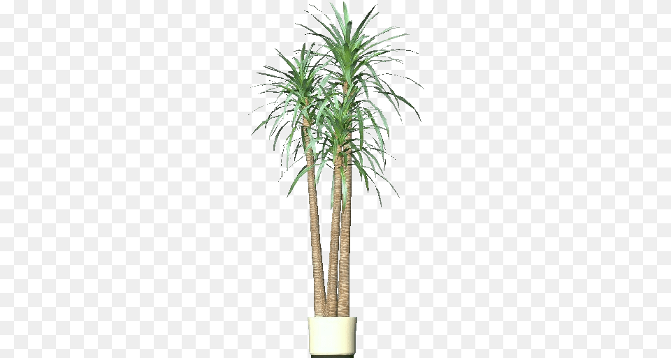 3d Flowers Dracena Acca Software Desert Palm, Palm Tree, Plant, Tree, Potted Plant Png