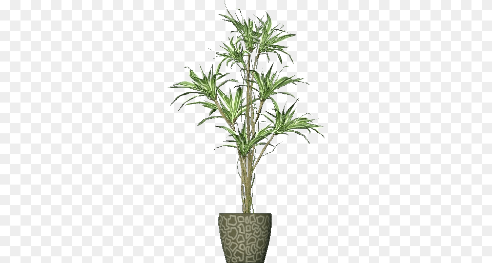 3d Flowers Dracena Acca Software Vaso De Planta 3d, Palm Tree, Plant, Potted Plant, Tree Free Png