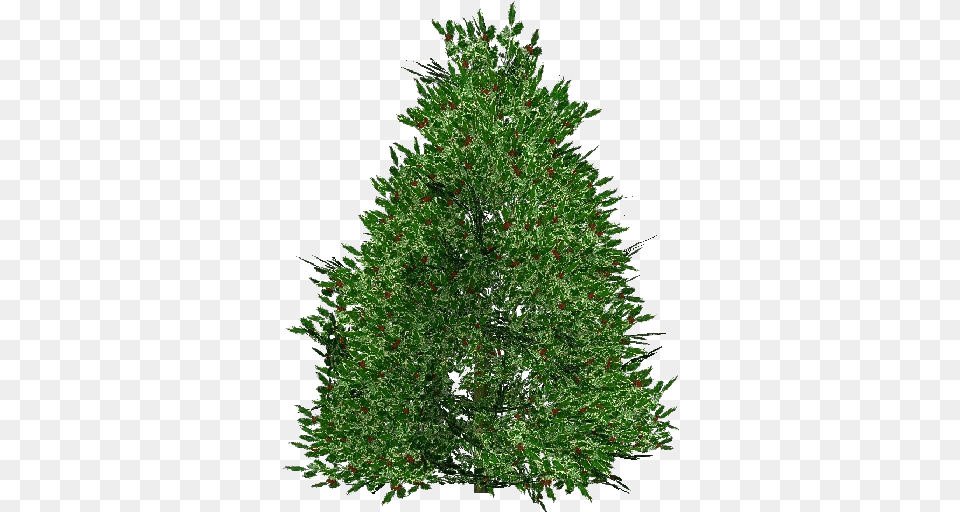 3d Flowers Holly Acca Software Christmas Tree, Plant, Pine, Christmas Decorations, Festival Free Png Download
