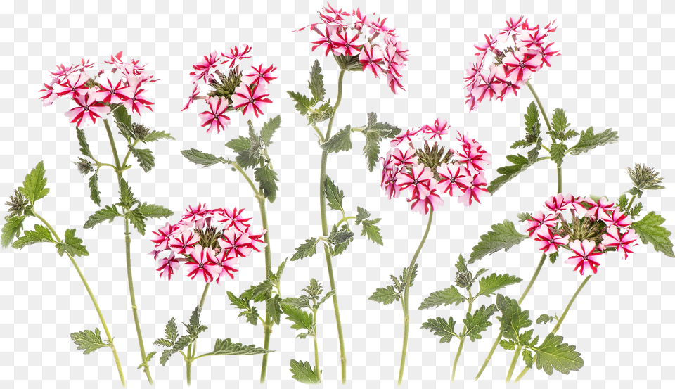 3d Flowers Images Rosa Glauca, Flower, Geranium, Plant, Flower Arrangement Free Png