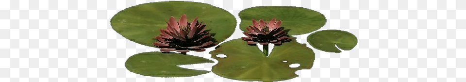 3d Flowers Lotus Flower Acca Software Red Clover, Leaf, Plant, Petal, Lily Png