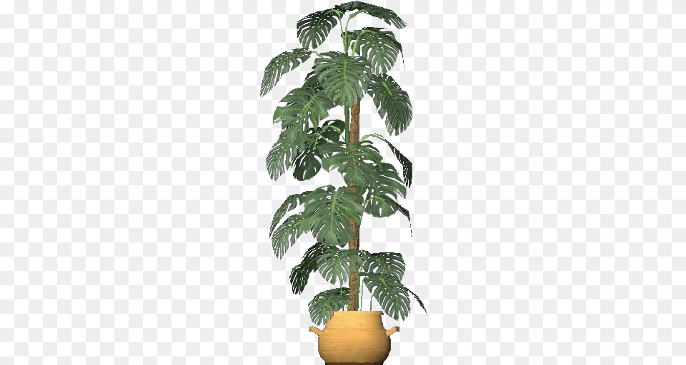 3d Flowers Monstera Deliciosa Monstera Deliciosa Pflanze, Tree, Leaf, Palm Tree, Plant Free Png