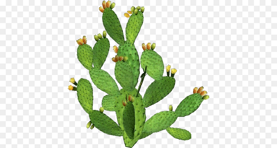 3d Flowers Prickly Pear Acca Software Pianta Fico D India, Plant, Cactus Free Png