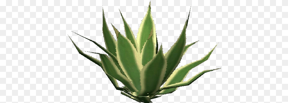 3d Flowers Succulent Plant, Aloe Png Image