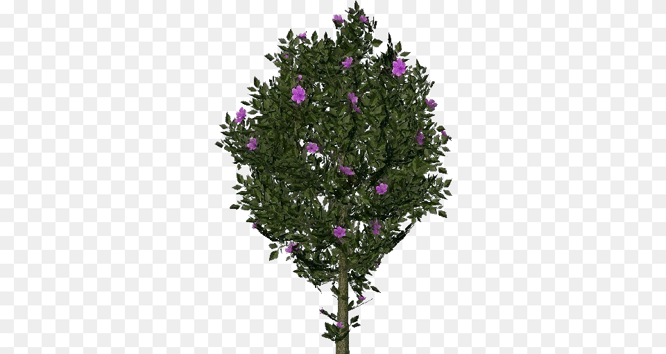 3d Flowers Violet Hibiscus Acca Software Christmas Tree, Purple, Plant, Flower, Geranium Free Png Download