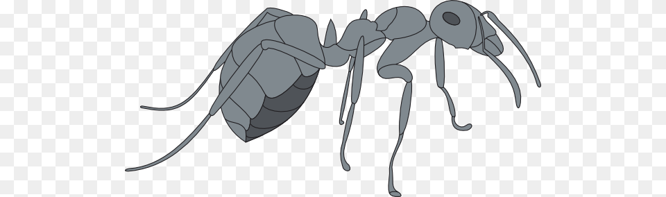 3d Gray Ant Svg Clip Arts 600 X 284 Px, Animal, Insect, Invertebrate, Kangaroo Png Image