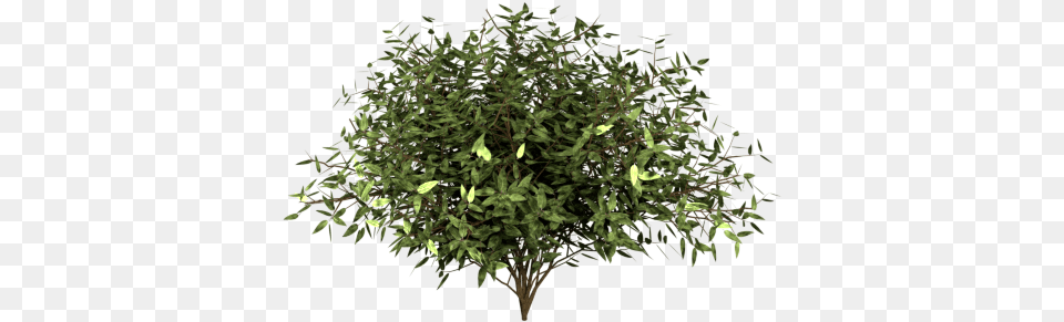 3d Matthew Valverde Willow, Plant, Potted Plant, Tree, Leaf Free Png Download