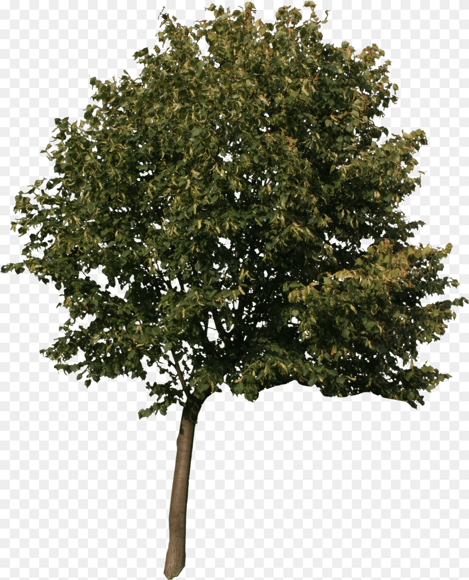 3d Max Tree Model Shrub Small Tree For Photoshop Free Png