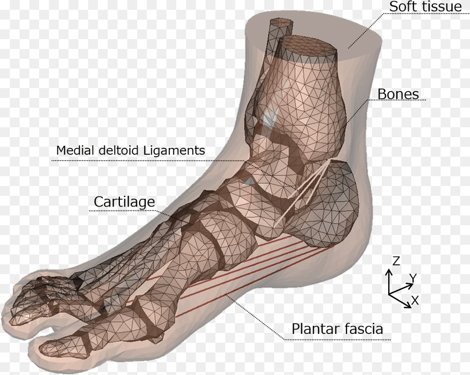 3d Model Foot Bones, Ct Scan, Electronics, Hardware Free Transparent Png