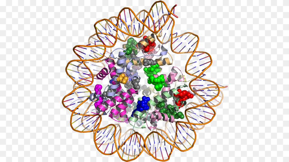 3d Model Of Proteins, Art, Graphics, Pattern, Accessories Png Image