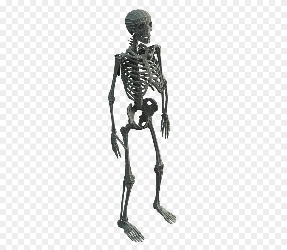 3d Model Transparent, Person, Skeleton Free Png Download