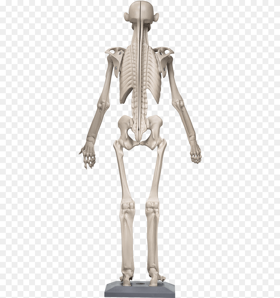 3d Modeling, Person, Skeleton Png