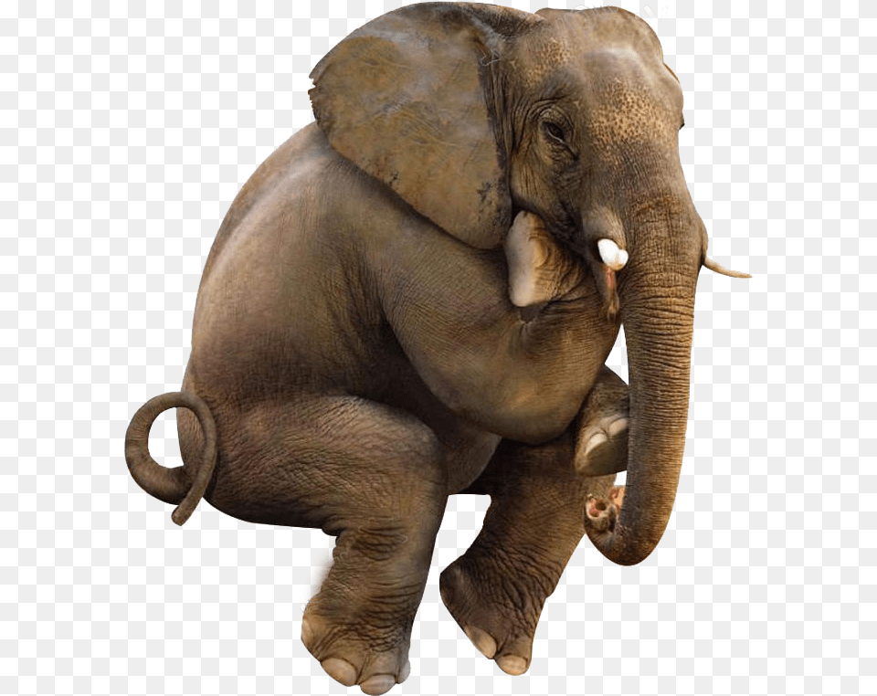 3d Mouldproof Elephant On The Toilet Printed Polyester, Animal, Mammal, Wildlife Free Png Download