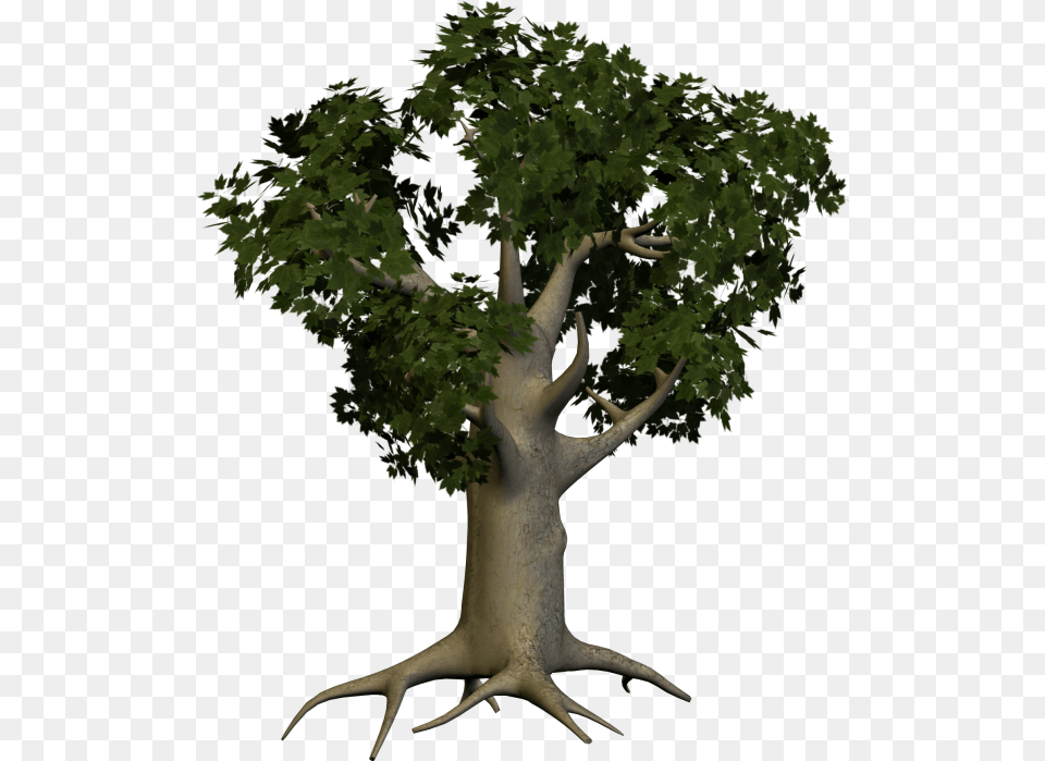 3d Papaya Tree Big Tree, Plant, Potted Plant, Tree Trunk, Oak Free Png