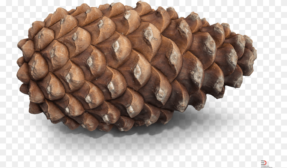 3d Pine Cone Model Free, Conifer, Plant, Tree, Fungus Png