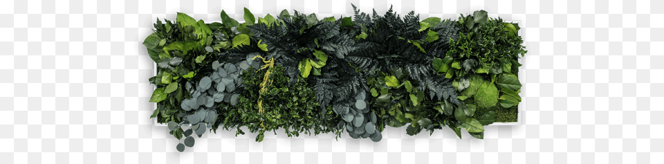3d Plant Picture In Jungle Style 140 X 40 Cm Jungle Plant, Leaf, Vegetation, Herbs, Outdoors Free Transparent Png