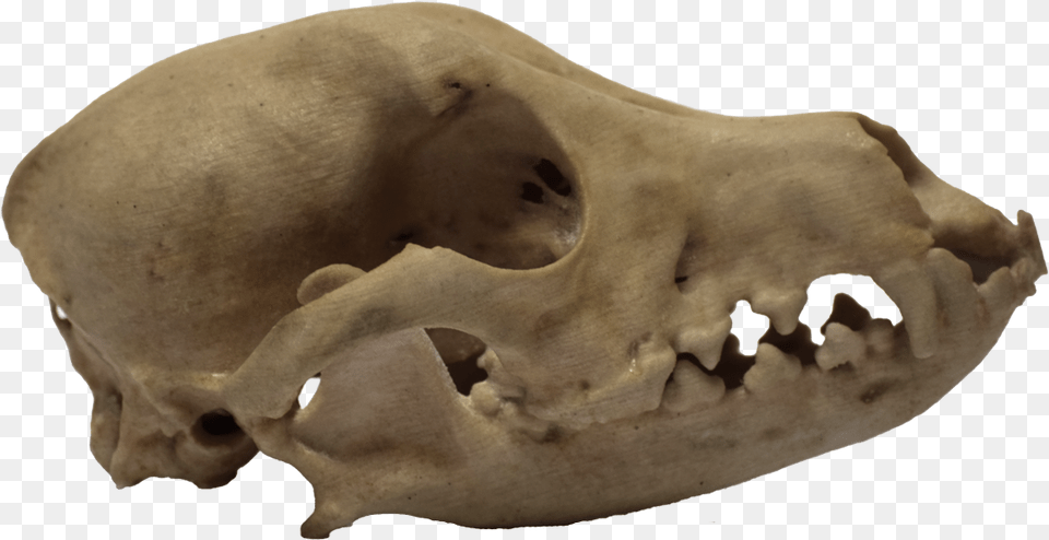 3d Printed Dog Skull Side View Dog Skull Side View, Animal, Mammal, Pig Png
