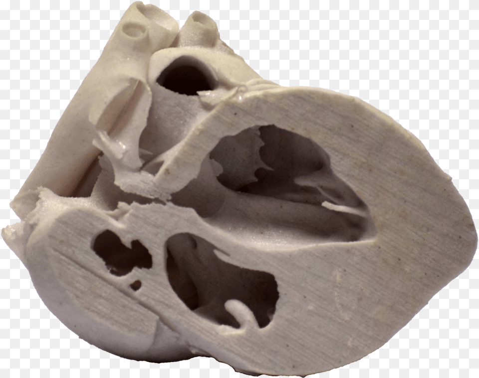 3d Printed Heart Cross Section Skull, Accessories, Gemstone, Jewelry Free Png