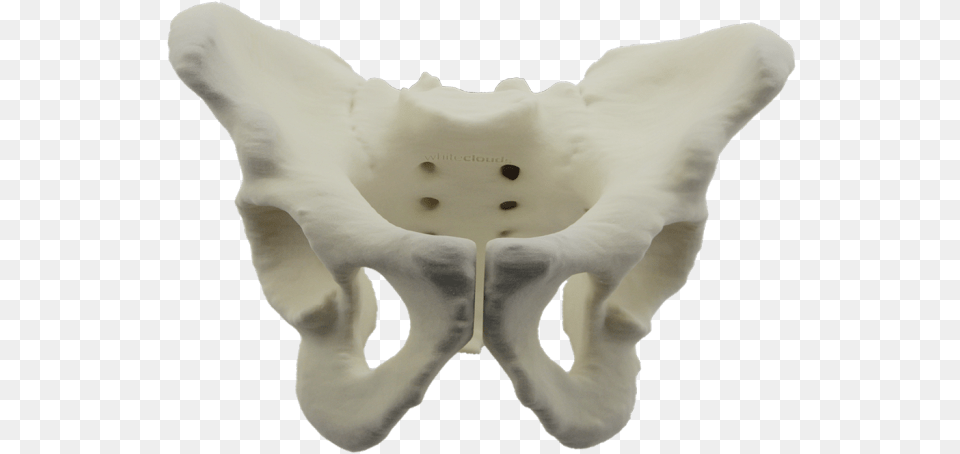 3d Printed Pelvis Modeltitle 3dyourscan Pelvis 3d, Baby, Person Free Png Download