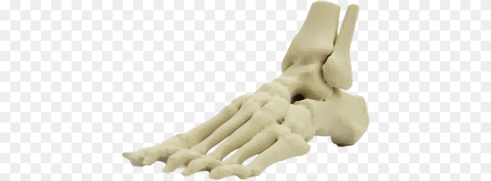 3d Printed Skeletal Foot Modeltitle, Clothing, Glove, Baby, Person Free Transparent Png