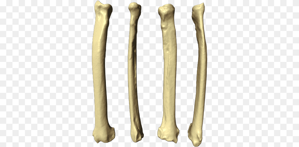 3d Radius Bone, Ct Scan, Blade, Dagger, Knife Free Png