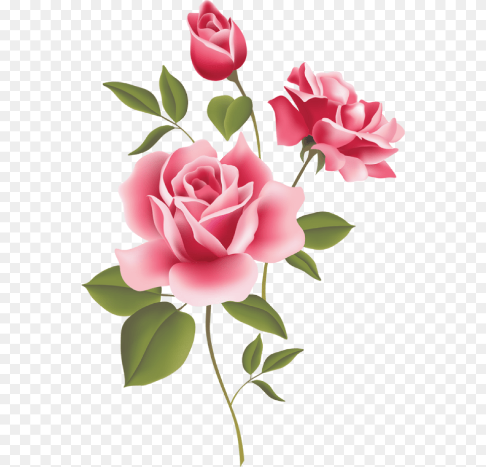 3d Rose Live Clipart Download Transparent Pink Roses Clipart Borders With Flowers, Flower, Plant, Carnation Png Image
