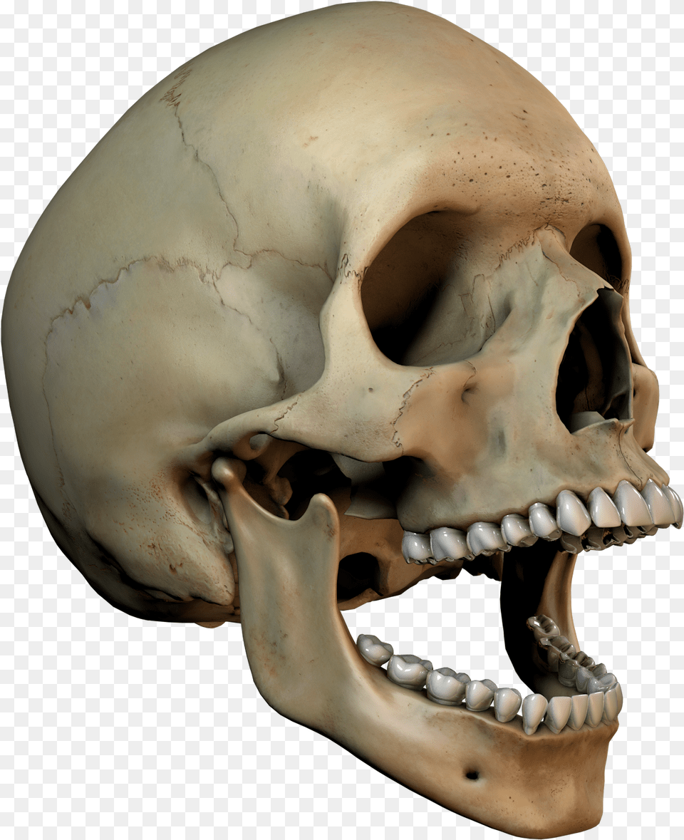 3d Skull 3d Skull Art, Head, Person, Face, Body Part Free Png Download