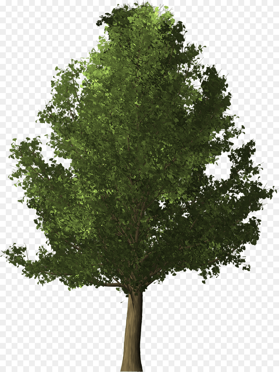 3d Tree, Oak, Plant, Sycamore, Tree Trunk Free Png