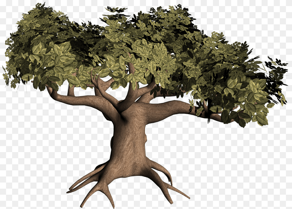 3d Tree 3d Tree Model, Plant, Potted Plant, Vegetation, Person Free Png Download