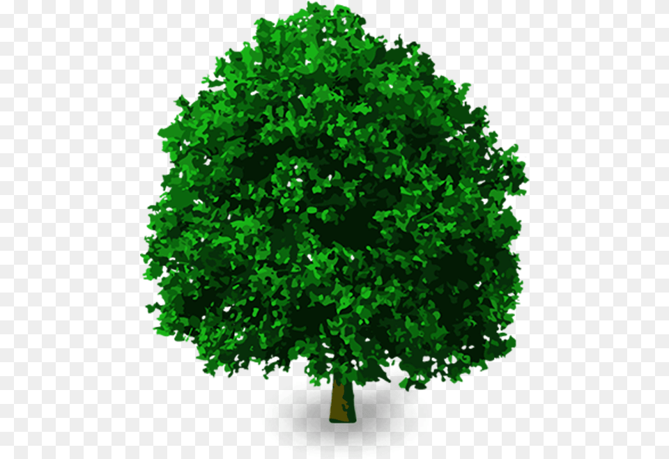 3d Tree Vector, Green, Oak, Plant, Sycamore Free Png Download