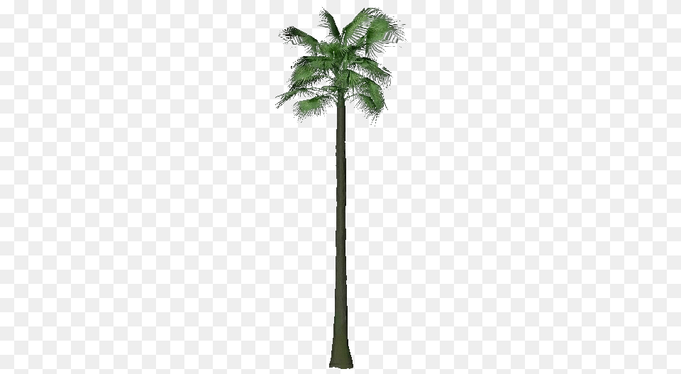 3d Trees, Palm Tree, Plant, Tree Free Transparent Png