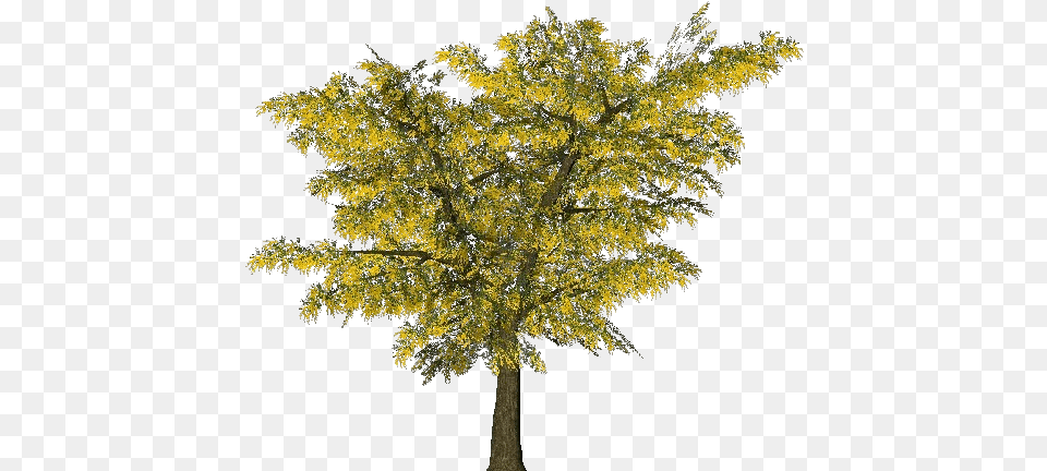 3d Trees Acacia Dealbata, Conifer, Leaf, Plant, Tree Png