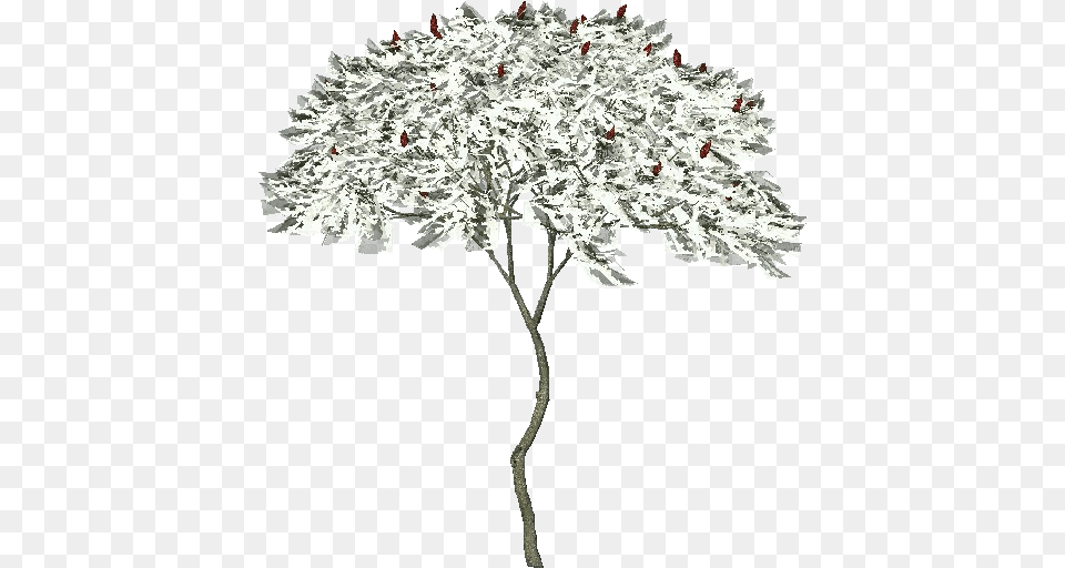 3d Trees American Sumo Acca Software Artificial Flower, Tree, Plant, Ice, Weather Free Transparent Png