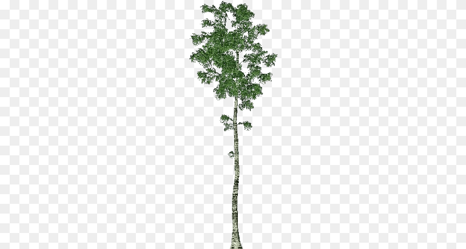 3d Trees Birch Pond Pine, Plant, Tree, Oak, Sycamore Png