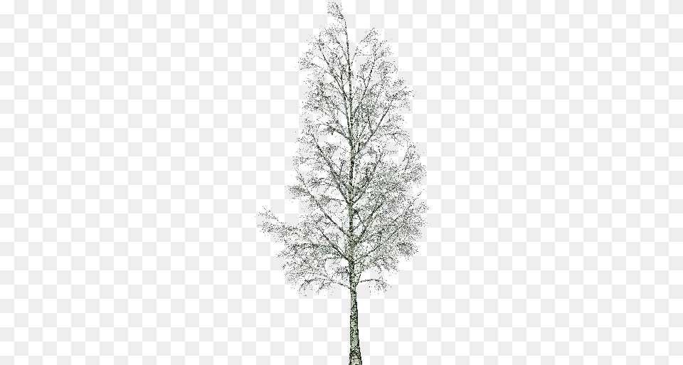 3d Trees Birch Software, Plant, Tree, Oak, Nature Png