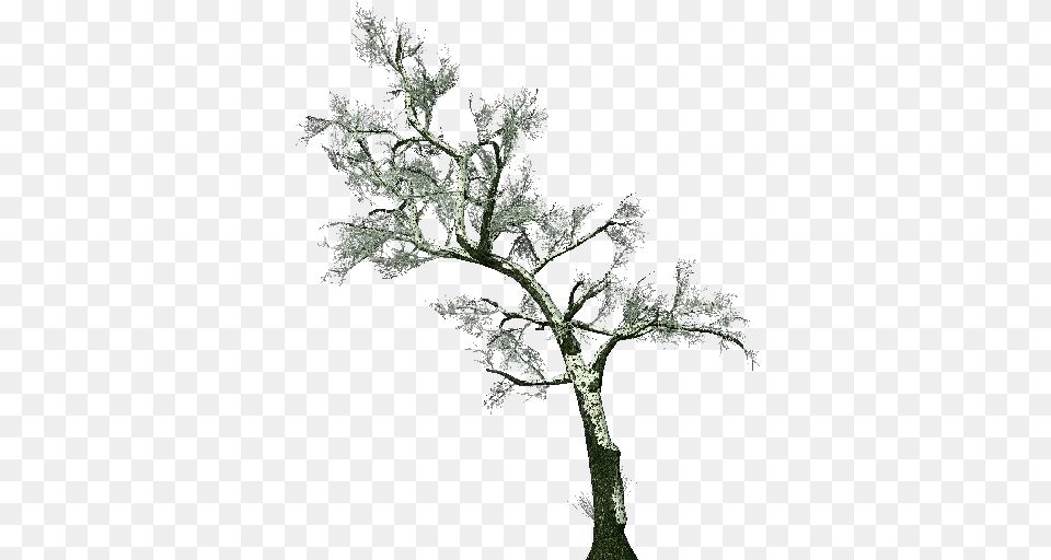 3d Trees Common Hawthorn Acca Software Biancospino Albero, Tree, Potted Plant, Plant, Oak Free Png Download