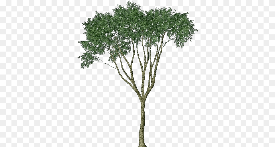 3d Trees Country Elm Acca Software Eucalyptus Tree Render, Plant, Oak, Sycamore, Vegetation Free Png Download