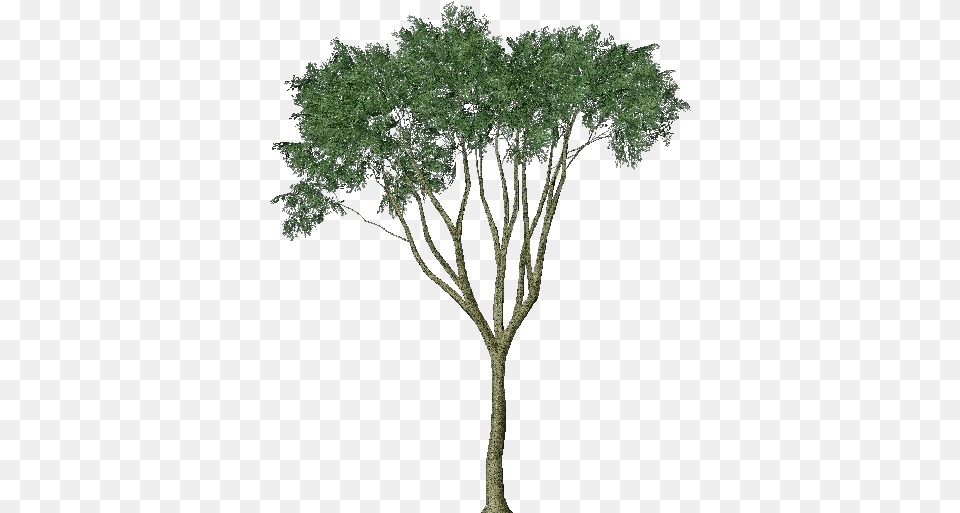 3d Trees Country Elm Arbres Mediterraneens, Plant, Tree, Oak, Sycamore Png