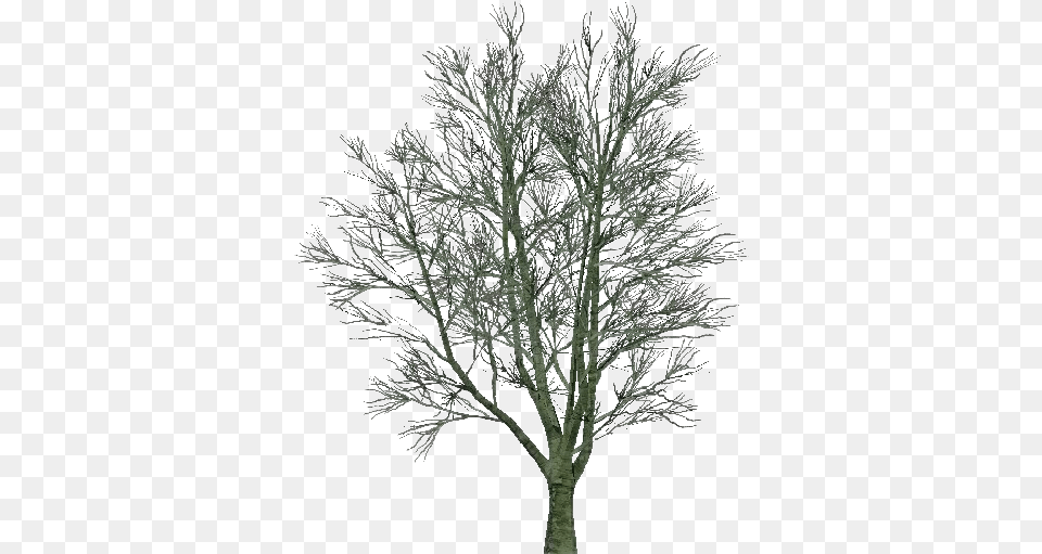 3d Trees Country Elm Software, Oak, Plant, Tree, Tree Trunk Png