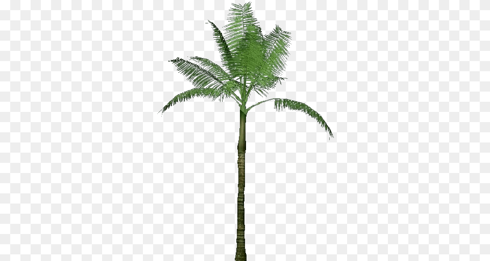 3d Trees Dictyosperma Album Acca Software Zt2 Library Wiki Palm, Palm Tree, Plant, Tree, Fern Png Image