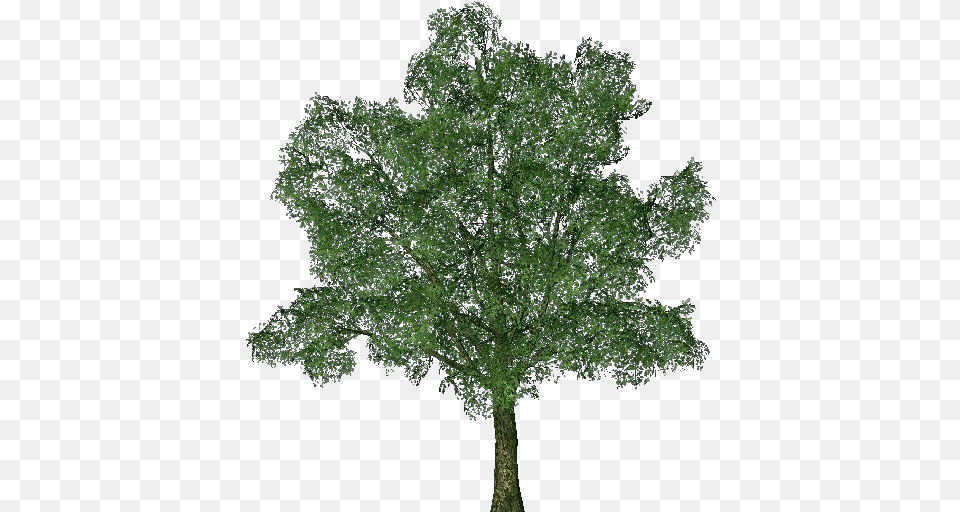 3d Trees English Oak Acca Software Ginkgo Biloba Tree, Plant, Sycamore, Tree Trunk Free Png Download