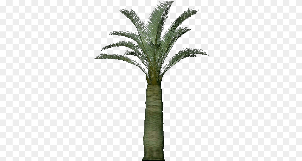 3d Trees Jubaea Chilensis Acca Software Attalea Speciosa, Palm Tree, Plant, Tree Png